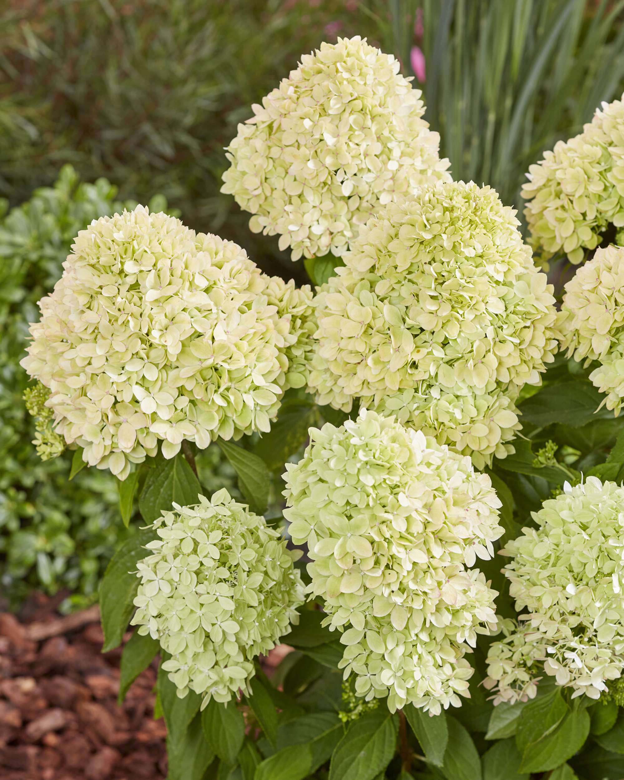 Hortensia 'Bee Green'